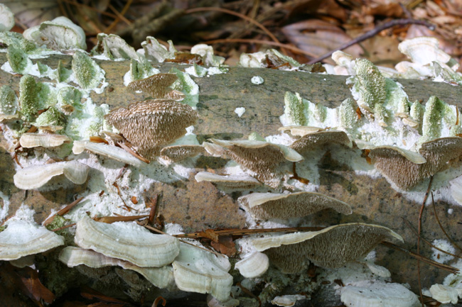 Trichaptum biforme ? (Trichaptum biforme)